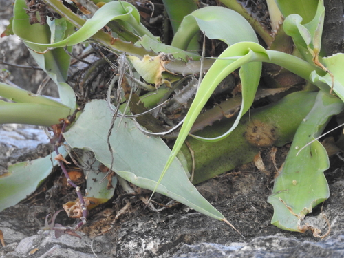 Agave vilmoriniana