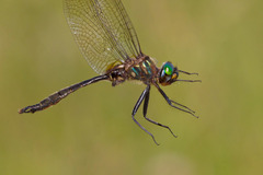 Somatochlora walshii