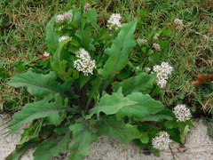 Parthenium integrifolium