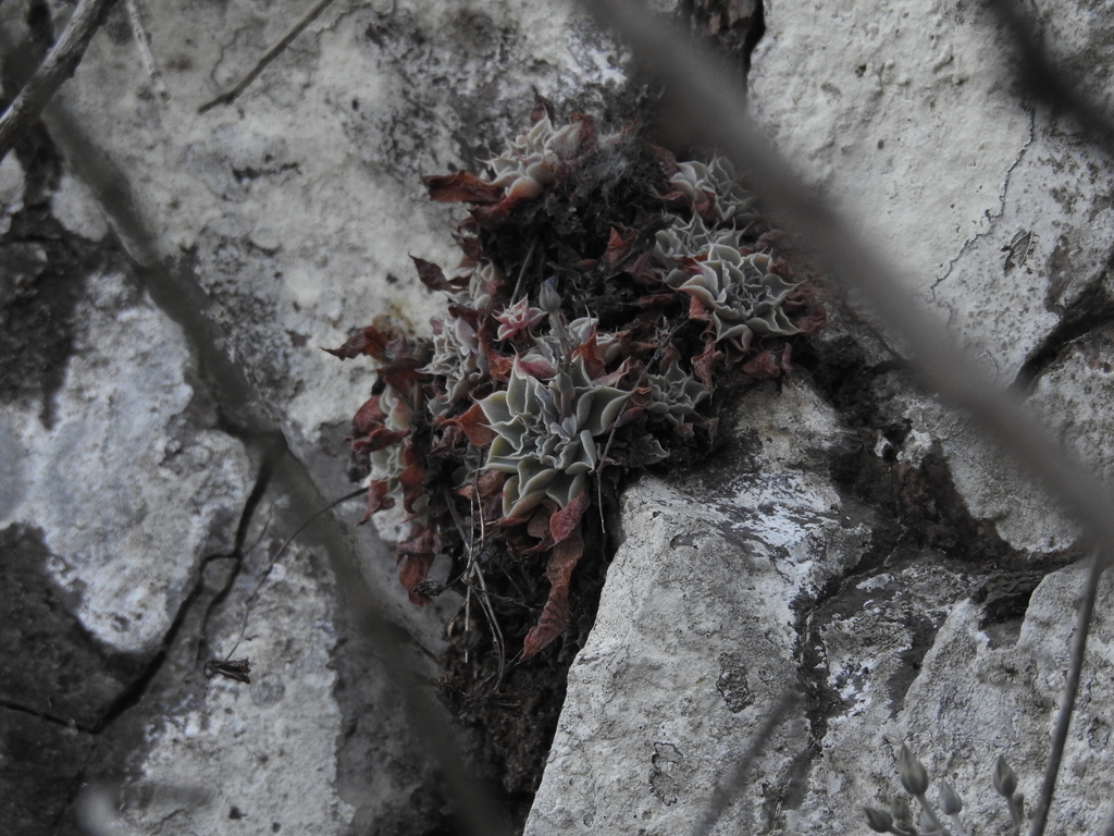 Graptopetalum sinaloensis, Sinaloa, MX