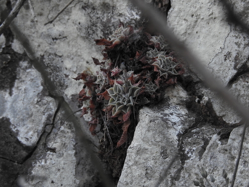 Graptopetalum sinaloensis