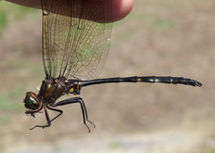 Somatochlora linearis