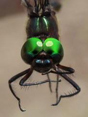 Somatochlora linearis