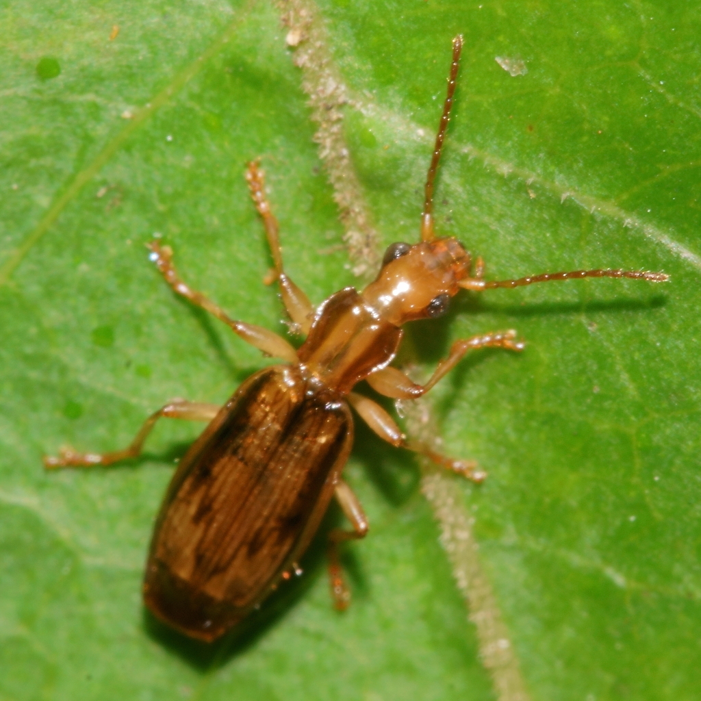 Demetrida lineella