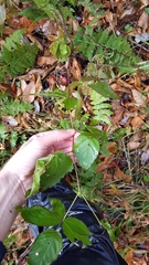 Rubus canadensis