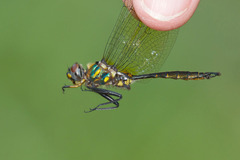 Somatochlora walshii