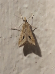 Diasemia monostigma