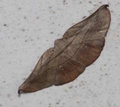 Xenomusa metallica