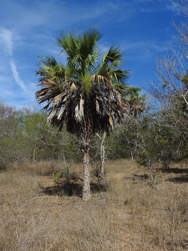 Image of Sabal rosei by no rights reserved