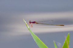 Enallagma dubium