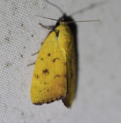 Earias luteolaria
