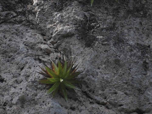 Image of Agave impressa by no rights reserved
