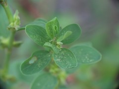 Polygonum achoreum