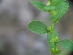 Polygonum achoreum