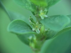 Polygonum achoreum