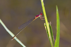 Enallagma dubium