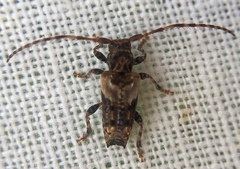 Pogonocherus hispidus