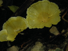 Cotylidia aurantiaca image