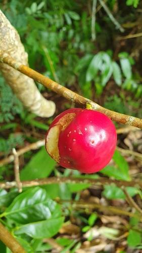 Image of Phaleria clerodendron by (c) Jane C Frost, some rights reserved (CC BY)