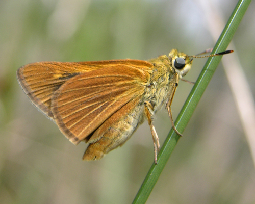 Berry's Skipper