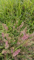 Lepidium virginicum