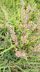 Lepidium virginicum