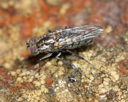 Long-legged fly (Tachytrechus angustipennis) photo 3