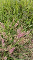 Lepidium virginicum