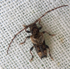 Pogonocherus hispidus