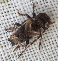 Pogonocherus hispidus