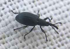 Ceratapion gibbirostre