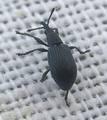 Ceratapion gibbirostre