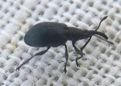 Ceratapion gibbirostre