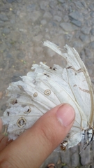 Morpho polyphemus polyphemus