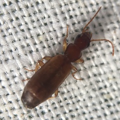 Paradromius linearis