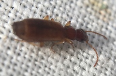 Paradromius linearis