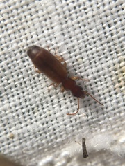 Paradromius linearis