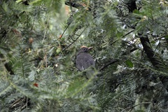 Turdus merula