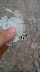 Morpho polyphemus polyphemus