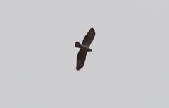 Buteo buteo