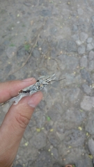 Morpho polyphemus polyphemus