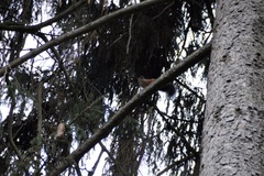 Sciurus vulgaris
