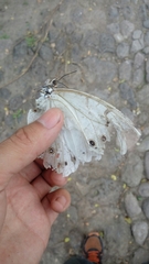 Morpho polyphemus polyphemus