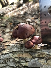 Gymnopilus thiersii