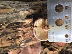 Gymnopilus thiersii