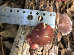 Gymnopilus thiersii