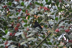 Turdus merula