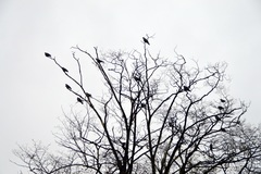 Columba palumbus