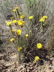 Oedera calycina