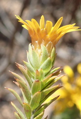 Oedera calycina